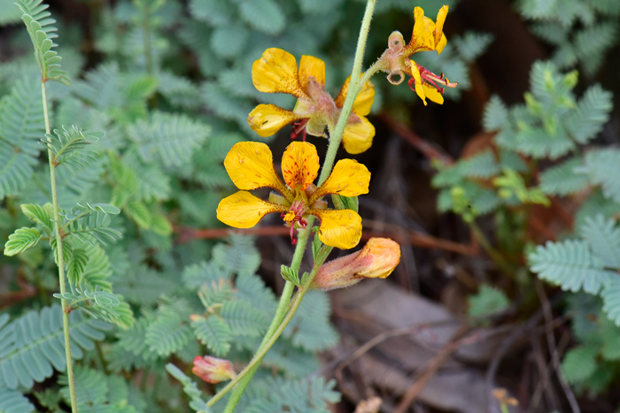 Indian Rushpea has mostly yellow flowers with some orange and they fade to red or orange-reddish when mature. Indian Rushpea blooms from April to September across its range. Hoffmannseggia glauca 